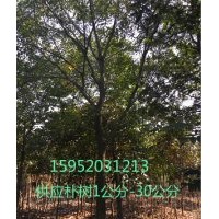 15公分樸樹(shù)，15樸樹(shù)報(bào)價(jià)，樸樹(shù)