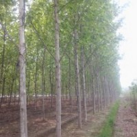 （14公分法桐*15公分速生法桐）價(jià)格 苗木