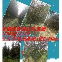 供應(yīng)金桂、紅葉李、紅葉桃、大葉女貞等
