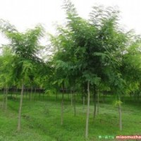 苗木供應(yīng)2-6公分國槐
