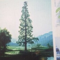 湖北水杉/水杉苗/水杉樹苗的培育方法