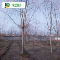 垂柳批發(fā)