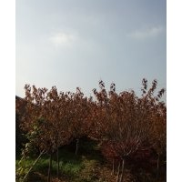 櫻花