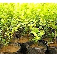 妍宇苗木基地，供各種行道樹:松柏類:彩色觀花色塊類