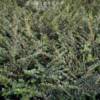 河北猥實、金葉榆球、紅葉李、平枝荀子