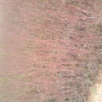 金葉女貞、紅葉小檗、龍柏球、蜀檜