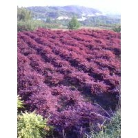 長期供應(yīng)櫻花紅楓，青楓，羽毛楓，垂絲海棠