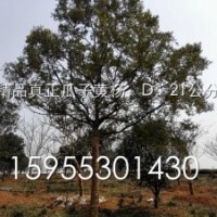 精品真正瓜子黃楊，D：21公分，H：7m，R：6m百年難遇相約有緣人