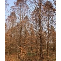 15公分中山杉 15公分中山杉