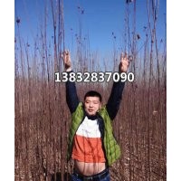 供應西府海棠苗 蘋果樹 紅果樹 國槐 金葉榆 果木類 蘋果樹