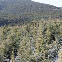 大連雪松龍柏
