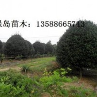 供應(yīng)浙江桂花、金桂、丹桂小苗、金華桂花金桂咨詢