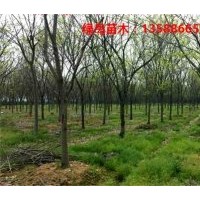 供應(yīng)浙江無患子、杭州無患子報價、無患子小苗產(chǎn)地