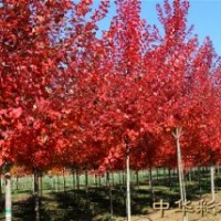 紅楓