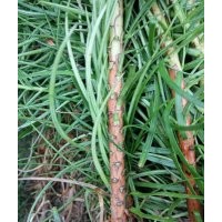 廣西柳州供應40-70公分良種杉木苗一千萬株