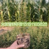 火棘小苗江蘇一年生火棘苗各種規(guī)格火棘球貨車(chē)送貨