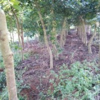 800棵九層皮地苗惠價(jià)出售