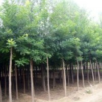 【供應(yīng)】法桐、國槐、側(cè)柏、油松等優(yōu)質(zhì)苗木