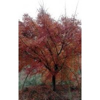 大量供應(yīng)櫻花 紅楓