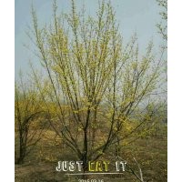 供應(yīng)巨紫荊1-30 杜仲1-20 紫薇1-10 山茱萸