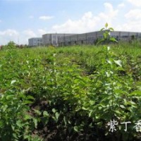 膠東衛(wèi)矛,沙地柏,丁香,欒樹苗,紅葉小檗