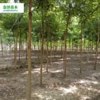 國(guó)槐小苗價(jià)格-國(guó)槐幼苗價(jià)格