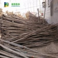 火炬樹價格