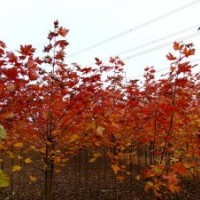 美國紅楓