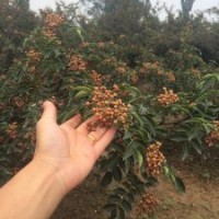 獅子頭花椒苗哪里有