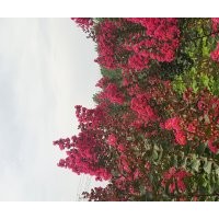 供應(yīng)美國紫薇工程苗