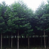 供應各種規(guī)格香樟，杜英，樂昌含笑
