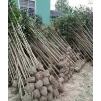 5公分大葉女貞報價 5-6公分大葉女貞報價 5公分大葉女貞