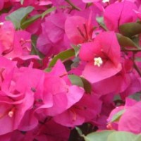 供應(yīng)藍(lán)花楹 藍(lán)花楹樹苗 三角梅 三角梅樹苗 樟木樹苗
