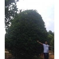 常年供應(yīng)各規(guī)格紅楓，雞爪戚，紫薇，紅葉李，櫻花，廣玉蘭，紅白