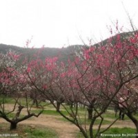 衡陽(yáng)市大型苗木花卉基地平價(jià)轉(zhuǎn)讓（珠暉區(qū)）