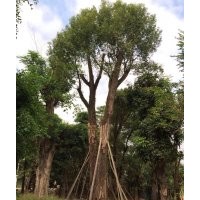基地直銷秋楓