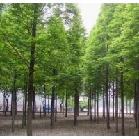 鹽城水杉 鹽城水杉 鹽城水杉