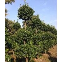 本場(chǎng)特供各種蕭山精品苗木