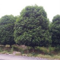 本場(chǎng)特供各種蕭山精品苗木桂花