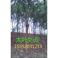 女貞，大葉女貞價(jià)格