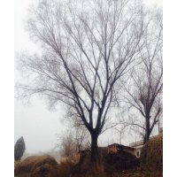 古柳、大柳樹