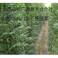 1、2、3公分國槐大量低價優(yōu)惠供應(yīng)