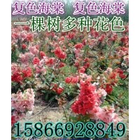 復(fù)色海棠花 復(fù)色海棠價(jià)格 復(fù)色海棠接穗 復(fù)色海棠批發(fā)