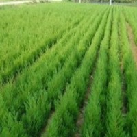 浙江蜀檜產(chǎn)地 今年1米蜀檜價格 1.8米蜀檜價格