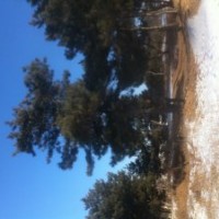 各種山樹
