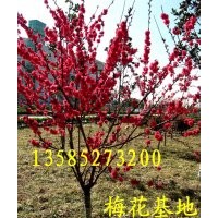 供應(yīng)各種梅花類苗木：紅梅、綠梅、白梅、垂梅、臘梅