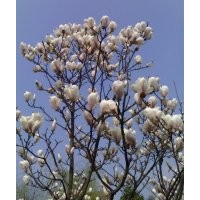 白玉蘭