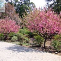 迎春花、榆葉梅、紅瑞木、珍珠梅、平枝荀子