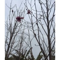 紫玉蘭賣什么價(jià)格