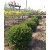 山西昌欣旺苗木基地長期供應各種綠化苗木